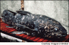 coelacanth1.gif