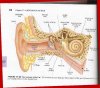 ear.jpg