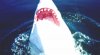 shark-13.jpg