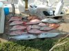 our haul 3-9-2003.jpg