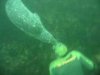 sealkiss.jpg