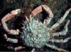 spidercrab.jpg