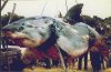shark-1.jpeg