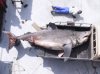 white shark1.jpg
