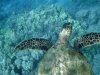 turtle, hunama, hi 2-3 (4).jpg
