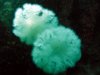 metridium.jpg