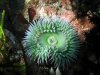 fixed anemonie.jpg