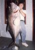 kingfish.jpg