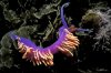 spanish-shawl-250.jpg