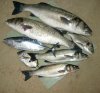 fishes1.jpg