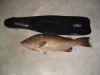 grouper1.jpg