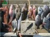 1st day catch.jpg