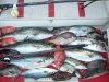 struisbaai catch.jpg