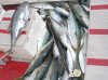 good catch tail 2.jpg