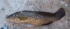 fish.jpg