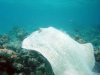 porcupine-ray-ohlahali7.jpg