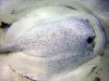porcupine-ray-ohlahali3.jpg