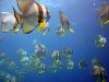 circular-spadefish2.jpg