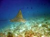 eagle-ray.jpg