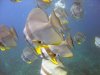 circular-spadefish.jpg