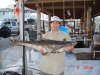 cobia.jpg
