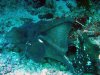 octopus-eating-the-peak-23..jpg