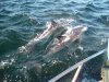 deeper blue dolphins13.jpg