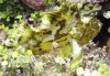 leaf-fish-(kg-hjalmarsson)-.jpg