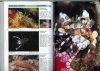 bumblebee shrimps2.jpg
