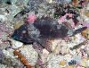 scorpaena papillosa - southern rock cod 1.jpg