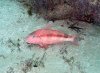 upeneichthys lineatus - blue-lined goatfish 3.jpg