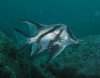 pentaceropis recurvirostris - long-snouted boarfish 4.jpg