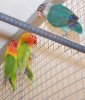 fixed birds pic.jpg