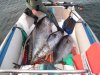 82 kg tuna small size pic.jpg