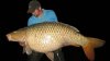 5551bigfish21-med[1].jpg