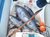 catch of the day.jpg