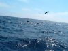 whale.jpg