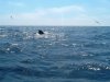 whale2.jpg