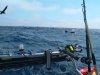 whale3.jpg