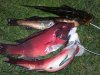 sheephead.jpg