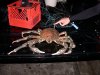 spidercrab1.jpg