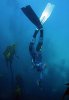 JeffAyliffeFreedivingSpearfishing.jpg