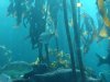 kelp tank.JPG