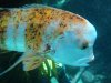 kelptank2.JPG