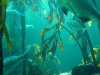 kelptank3.JPG