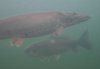 big fish.jpg