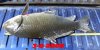 DSCF1176.jpg