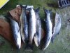 2008_0426fishing0022.jpg