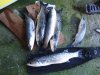 2008_0426fishing0023.jpg
