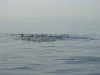DSC00747 copy.jpg